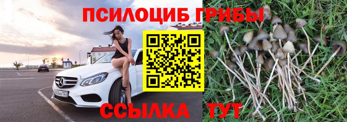 Галлюциногенные грибы Cubensis Анжеро-Судженск